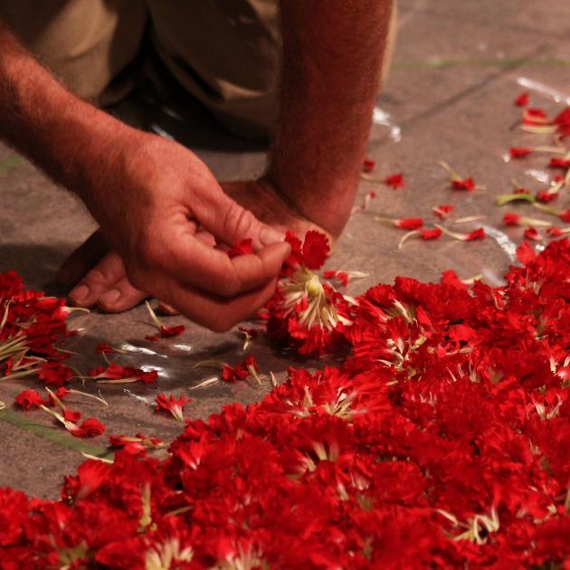 Hand legt rote Nelkenblüten auf den Boden.