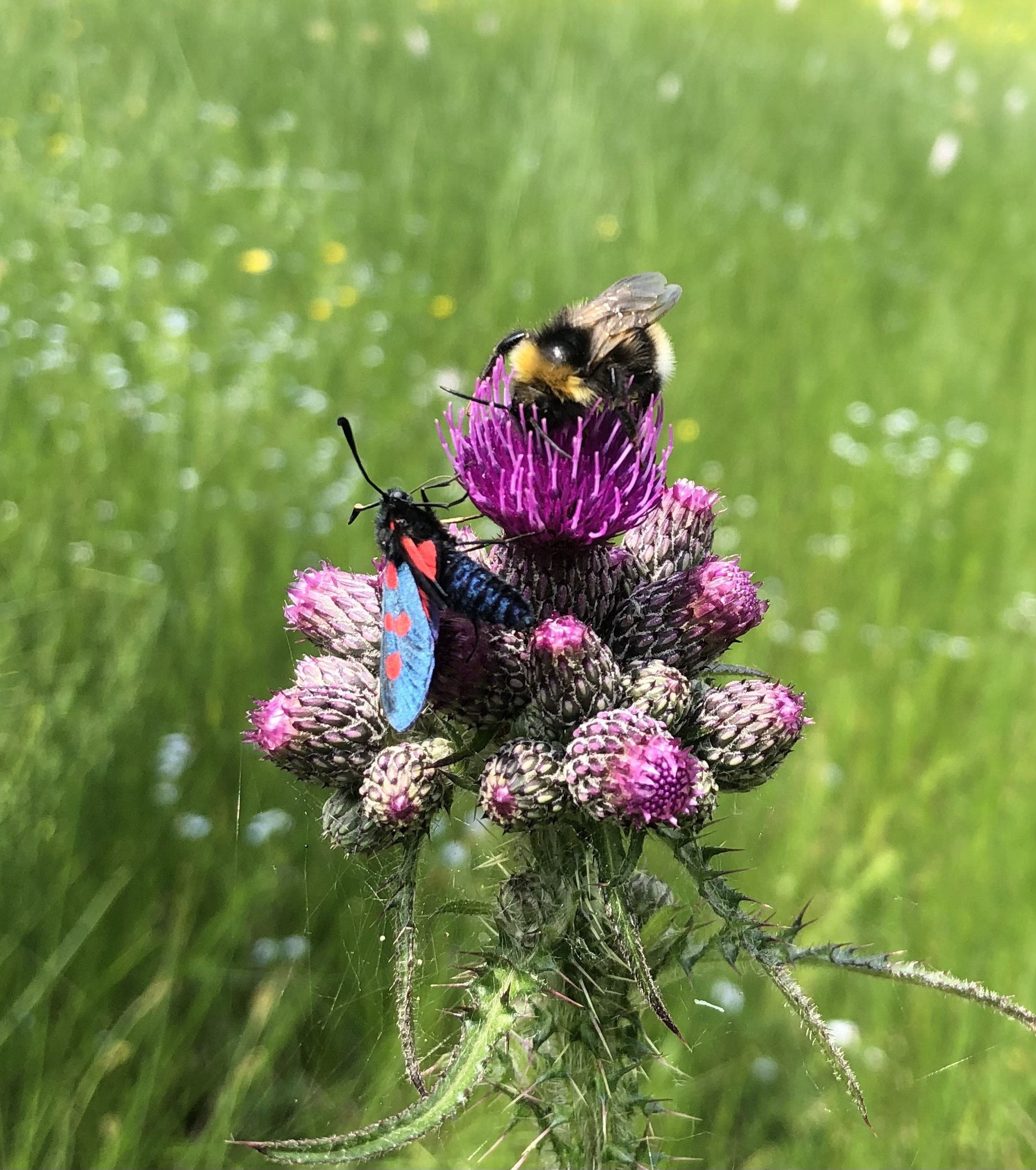 Achtpunktewidderchen