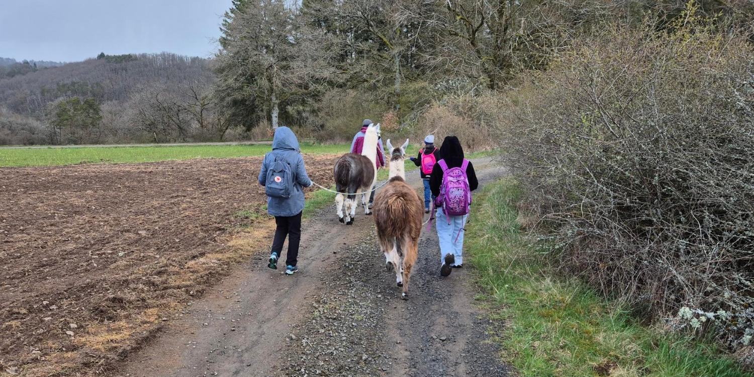 Lama Wanderung 1