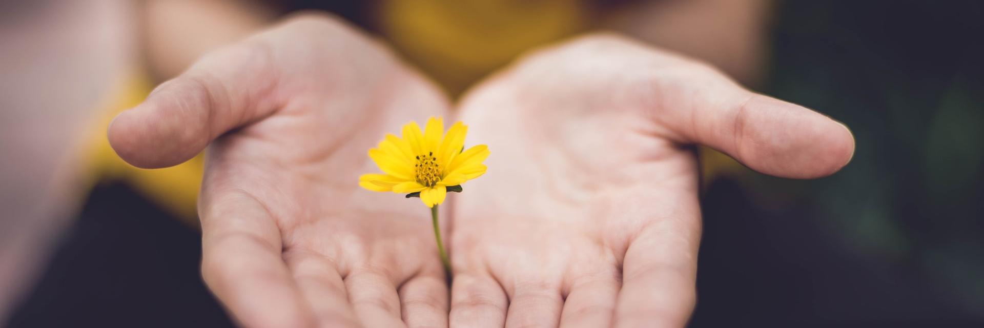 Man sieht ein geöffnetes Händepaar, welches eine kleine gelbe Blume zart umfängt.